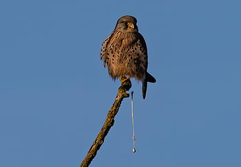 poštolka, pták, posazený, falco tinnunculus, dravý pták, zvíře, raptor, dravec, lovec, masožravec, volně žijících živočichů
