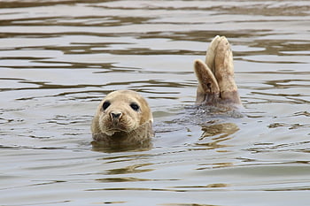seal, animal, sea, harp Seal, wildlife, marine Mammal, mammal, nature, water, wadden Sea, north Sea