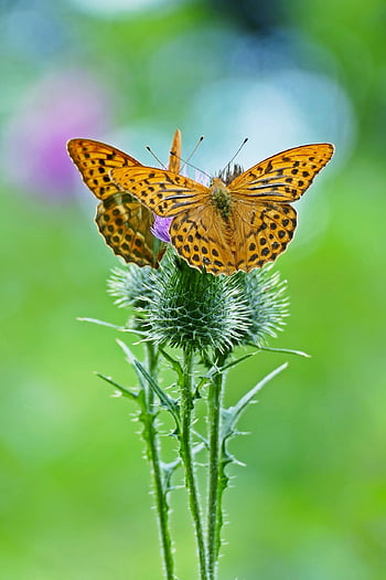 motýlů, bodláky, fritillary, křídla, květiny, motýlí křídla, okřídlený hmyz, hmyz, lepidoptera, entomologie, opylit