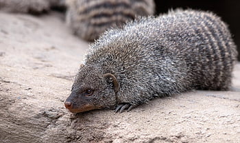 mongoose, zebra Mongoose, mammal, fur, animal, wildlife, nature, predator
