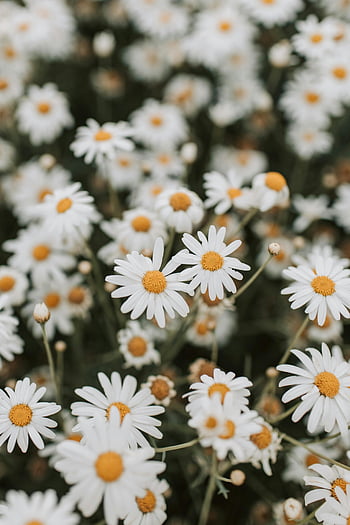 witte madeliefjebloemen, Bloeiende madeliefjes, zomerbloemen, florale achtergrond, witte madeliefjes, gele centra, weelderige tuin, levendige bloemen, Daisy Blooms, tuin bloemen, Zomer bloemen