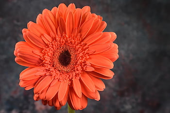 daisy, blomst, plante, transvaal daisy, blomst baggrund, gerbera, orange blomst, kronblade, flor, blomstre, flora