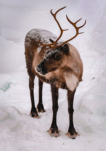 forest reindeer, snowy pasture, winter landscape, calm ambiance, reindeer in snow, antlers, peaceful reindeer, snow-covered reindeer, winter scene, wildlife photography, nature photography