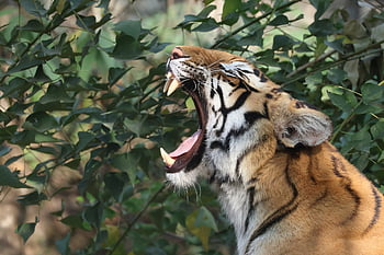 harimau Bengali, harimau, membelai, kucing besar, hewan, licik, mamalia, predator, pemburu, margasatwa, alam
