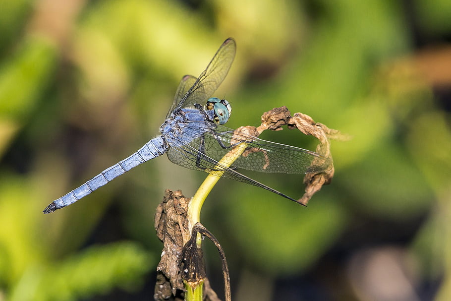 orthetrum brunneum, jižní skimmer, tráva, hmyz, volně žijících živočichů, malý, rostlina, létat, makro, modrý, Příroda