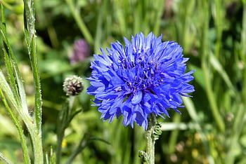 maismel, natur, blomst, blomstre, flora, sommer, blå, detalj, petals, grønnsak, anlegg