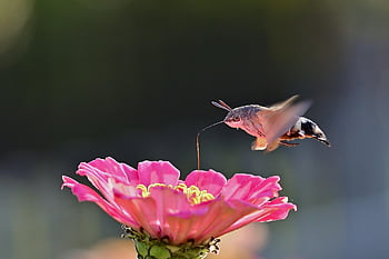hummingbird Hawk Moth, moth, blossom, bloom, zinnia, garden, nature, flower Wallpaper, hd Wallpaper, summer