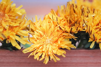 dandelion, flowers, yellow, spring, nature, plants, yellow Flowers, petals, yellow Petals, blossom, flora