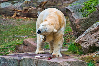 ledový medvěd, medvěd, zoo, Zoo Norimberk, zábava, divoké zvíře, zvíře, poškrábat, svědění, portrét, zvířecí portrét