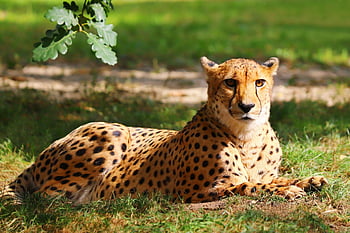 Gepard, Kočkovitý, Pohled, savec, Příroda, zvíře