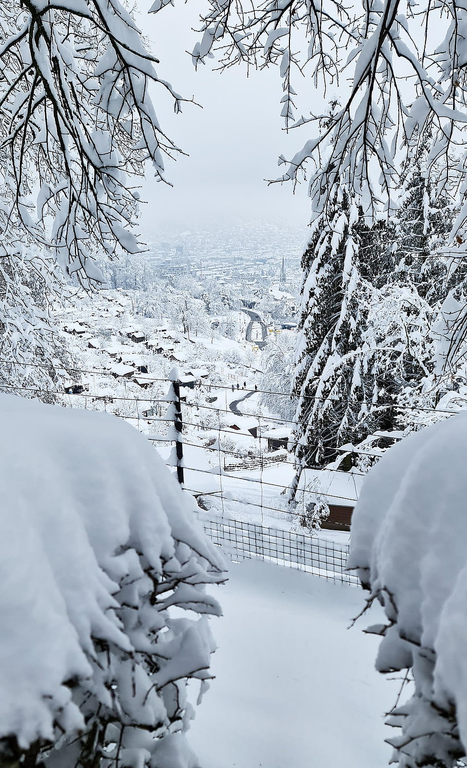 シティ、 チューリッヒ、 冬の風景、 冬、 パノラマ、 雪、 木、 見通し、 フェンス、 スイス