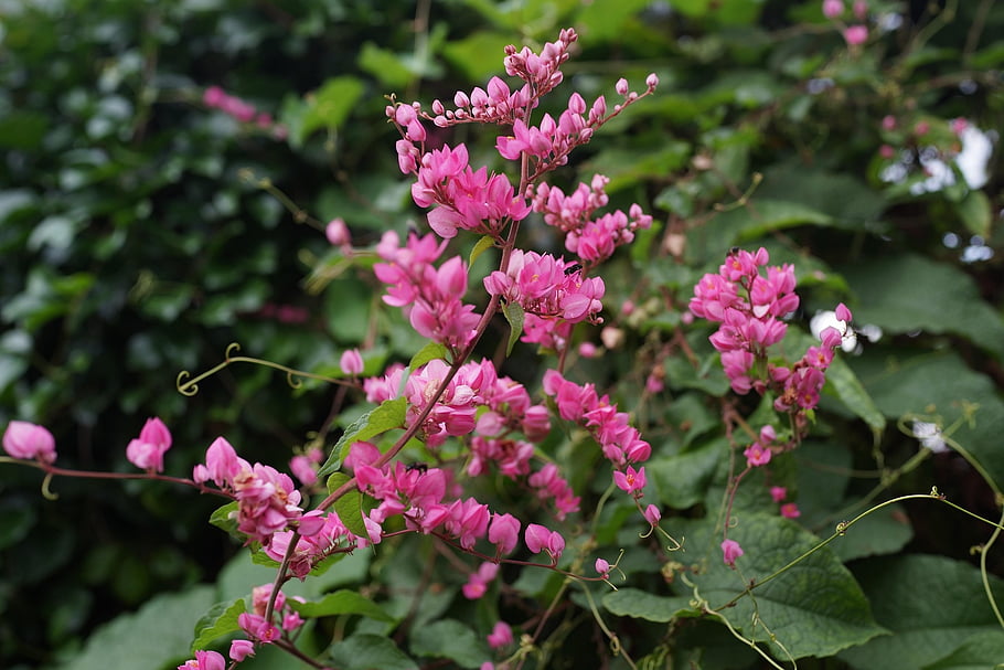 mexica Creeper, flowers, nature, bloom