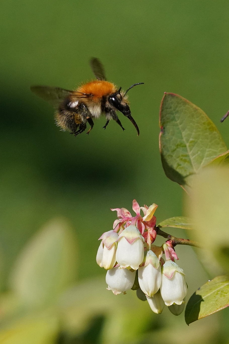 bumblebee, insect, trunk, approach, blueberry, nectar, shrub