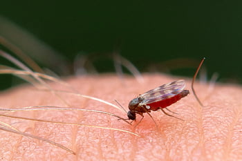 midge, gnat, mosquito, insect, biting, scottish, bite