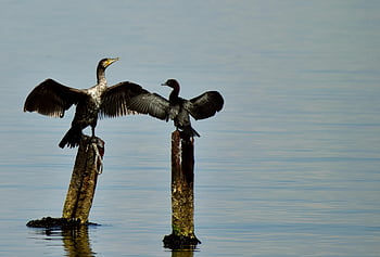kormoránů, ptáků, pár, peří, phalacrocorax, zvířat, voda, křídla, moře, živočišného světa, kormorán