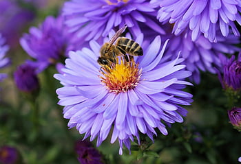 včela, fialový květ, zblízka, makro snímek, opylování, Vibrující fialová aster, Bohaté detaily, fotografování přírody, hmyz, květinový, zahrada