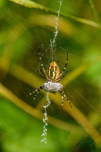 vosa pavouk, pavouk, web, argiope bruennichi, tkadlec, děsivé, hmyz, pavoučí síť, pavoukovec, past, makro