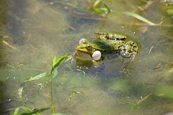 frog, pond Frog, water Frog, amphibian, aquatic Life, garden Pond, high, biotope, inflated, pairing, call