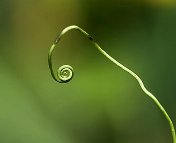 macrofotografia, ramoscello verde, viticcio a spirale, Macro dettagliata, sfondo sfocato, pianta verde, viticcio, fotografia naturalistica, avvicinamento, botanico, verdura