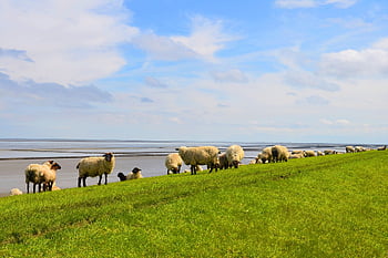 sheep, flock, flock Of Sheep, graze, group Of Sheep, sheep Farming, animal Husbandry, sheep Husbandry, herd, dike, north Sea