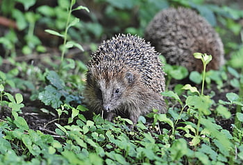 hedgehog, spur, hannah, wild Animal, foraging, nature, nocturnal, cute, animal, prickly