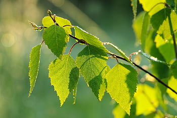 leaves, birch Tree, birch Leaves, foliage, nature