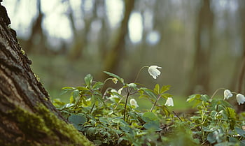 anemones, wood Anemones, forest Anemone, bloom, blossoms, forest, forest Floor, spring Flowers, forest Flower, wildflower, early Bloomer