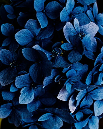 blue hydrangea, close-up flowers, lush blue flowers, nature lovers, blue leaves, hydrangea close-up, captivating flowers, blue petals, floral photography, nature photography, blue flower details