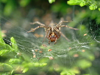 spider, arachnid, spider Web, cobweb, web, orb, weaver, insect, bug, arachnophobia, nature