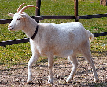 djur-, get, däggdjur, arter, fauna, inhemska getter, gård gård, horn