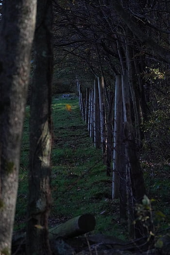 plot, pole, stromy, pošta, barbwire, ráno, svítání
