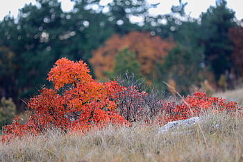 cotinus coggygria, listy, les, dřevo, podzimní zbarvení, podzim, rostlina, Příroda, podzimní nálada, krajina
