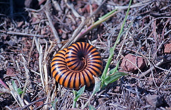 centopiedi, millepiedi, natura, 100 piedi, insetto, erba, terra, fauna