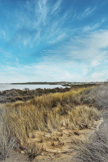 netherlands, sand Dunes, grass, north Sea, landscape, nature, sea, beautiful Wallpaper, sand, coast, ocean