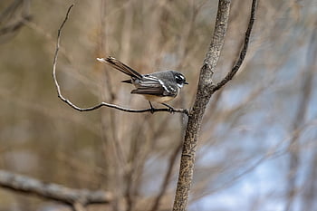 Šedý Fantail, domácí holub, pták, Rhipidura Albiscapa, zvíře, pozorování ptáků, ornitologie, živočišného světa, Příroda, ptačí, volně žijících živočichů