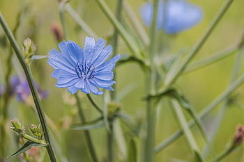 Počkejte pryč, čekanky, květ, světle modrá, kompozitů, Pístky, okvětní lístky, flóra, rostlina, asteraceae, druhy rostlin