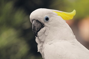 yellow-crested Cockatoo, cockatoo, bird, cacatuidae, parrot, animal, wildlife, nature, crest, plumage, beak