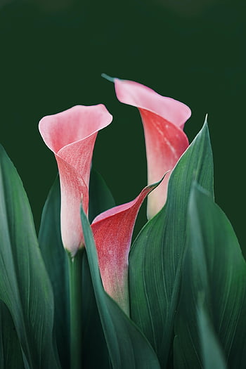 flowers, calla Lilies, bloom, nature, phone Wallpaper, plant, flower Background, blossom, flora, beautiful Flowers, floral