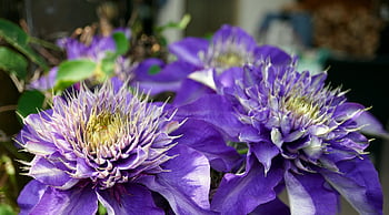 bunga, mekar, berkembang, biru, clematis, tanaman pemanjat, alam, flora