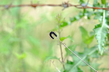 caterpillar, black, peacock Butterfly, peacock Eye, insect, aglais Io, inachis Io, nymphalis Io