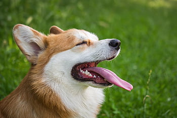 개, 착한 애, 코기, 동물, 송곳니, pembroke 웨일스 어 corgi, 국내 개, 귀엽다, 자연, 홀딱 반할 만한, 옥외
