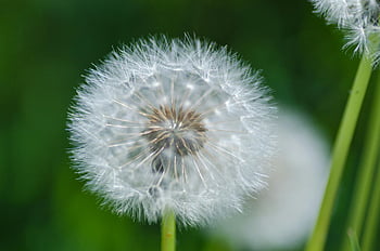 pampeliška, bílá Pampeliška, hlava pampelišky semena, makro fotografie, selektivní zaměření, Vibrující zelené pozadí, Jemné pampelišky, fotografování přírody, květinové fotografie, venkovní fotografie, detailní fotografie