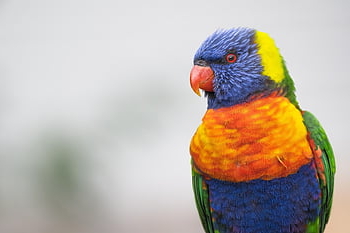 rainbow Lorikeet, parrot, bird, lorikeet, trichoglossus Moluccanus, animal, avian, wild, nature, australia, wildlife