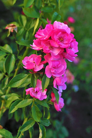 flower, rose, buds, beautiful Flowers, rose Flower, flower Background, leaves, foliage, flower Wallpaper, nature, plant