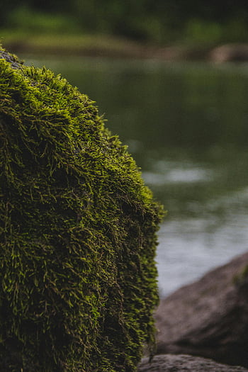 mechový kámen, detail, přírodní textura, klidná řeka, tichá scenérie, Moss Covered Rock, fotografování přírody, venkovní scénu, zelený mech, klidná krajina, Vegetace břehu řeky