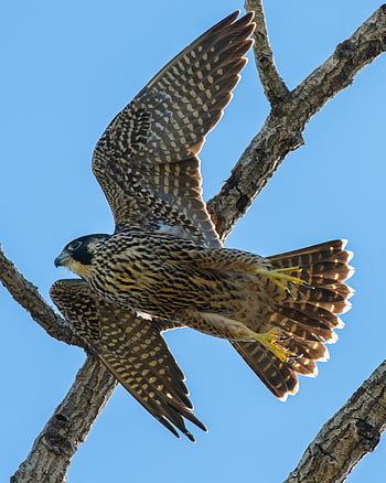 Alaca şahin, falco peregrinus, Falcon Flying, ağaç dalı, açık mavi gökyüzü, kanatları, kapatmak, yırtıcı kuş, vahşi yaşam fotoğrafçılığı, doğa, uçuş