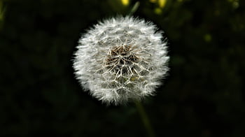 dandelion, pluizenbol, pollen, seeds, plant, melkblom, bloom, finished Blooming, fluffy, fluff, medicinal