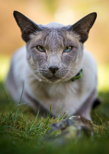 Siamese cat, gray cat, white cat, piercing eyes, selective focus, grass, elegant cat, attentive cat, outdoor cat, cat photography, pet photography