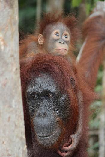 Orang-Utans, Tiere, Baby-Orang-Utan, Tierwelt, Primas, Säugetiere, Jungtier, wild, Urwald, Natur, Nahansicht