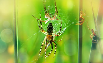 tygrzyki-toes Wedding, copulation, female, tom, spiders, insects, bokeh, animals, nature, outside, invertebrates